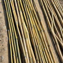 Phyllostachys, Semiarundinaria, Bashania bambuszrúd 5db-os csomag