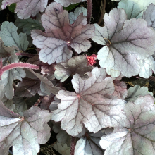 Heuchera `Silver Gumdrop`