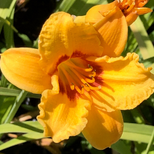 Hemerocallis `Bonanza`