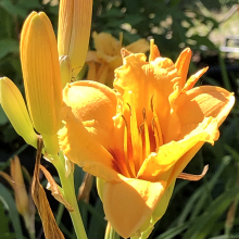 Hemerocallis `Bonanza`