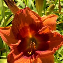 Hemerocallis `Duke of Durham`