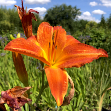 Hemerocallis `Mauna Loa`