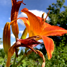 Hemerocallis `Mauna Loa`
