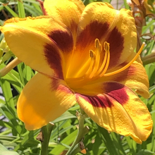 Hemerocallis `Calico Jack`