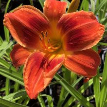 Hemerocallis `Holiday Delight`