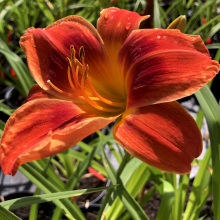 Hemerocallis `Holiday Delight`