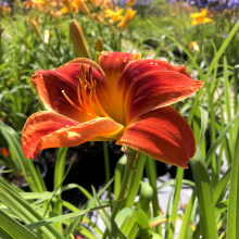 Hemerocallis `Holiday Delight`