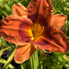 Hemerocallis `Duke of Durham`