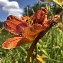 Hemerocallis `Duke of Durham`
