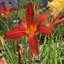 Hemerocallis `Jolly Hearts`