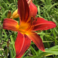 Hemerocallis `Jolly Hearts`