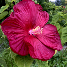 Hibiscus moscheutos `Red`