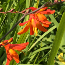 Crocosmia (Montbretia) `Ireland`