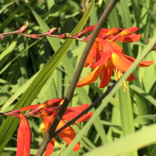 Crocosmia (Montbretia) `Ireland`