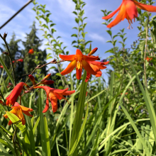 Crocosmia (Montbretia) `Ireland`