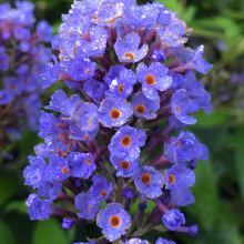 Buddleia davidii `Ellens Blue`