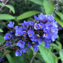 Buddleia davidii `Ellens Blue`