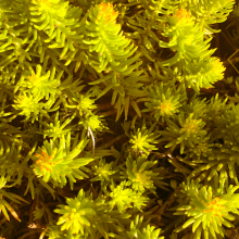Sedum rupestre (Sedum reflexum) `Angelina`