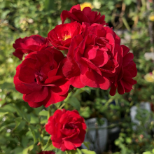 Rosa `Fairy Dance Harward`