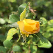 Rosa `Yellow Fairy`