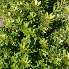 Ilex crenata `Maxima`