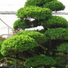 Ilex crenata `Maxima`