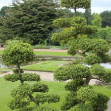 Ilex crenata `Maxima`