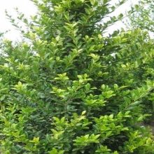 Ilex maximowicziana `Kanehirae`