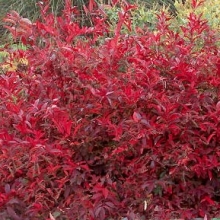 Itea virginica `Henry`s Garnet`