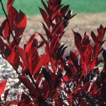 Itea virginica `Henry`s Garnet`