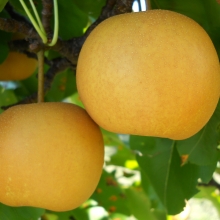 Pyrus pyrifolia `Érdi korai`