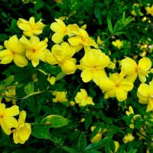 Jasminum mesnyi