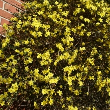 Jasminum nudiflorum 