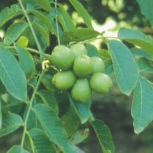 Juglans regia `Buccaneer`