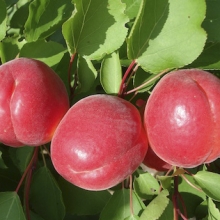 Armeniaca vulgaris `Big Red`