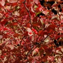 Viburnum opulus 25 db-os Sövénycsomag!