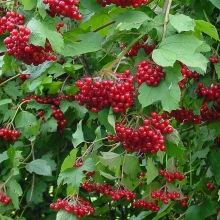 Viburnum opulus 25 db-os Sövénycsomag!