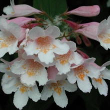 Kolkwitzia amabilis `Pink Cloud`