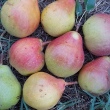 Pyrus communis `Mosolykörte`