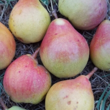 Pyrus communis `Mosolykörte`