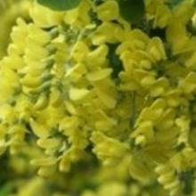 Laburnum anagyroides `Sunspire` NAGY NÖVÉNY!