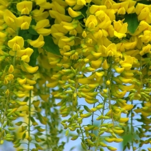 Laburnum x watereri `Vossii`