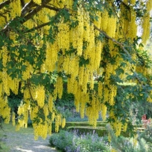 Laburnum x watereri `Vossii`