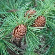Larix kaempferi