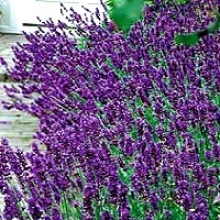 Lavandula angustifolia `Hidcote Blue`