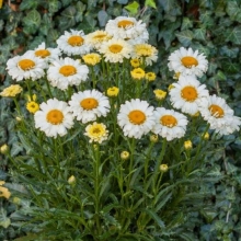 Leucanthemum `Real Dream`