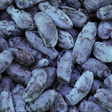 Lonicera kamtschatica `Amphora`