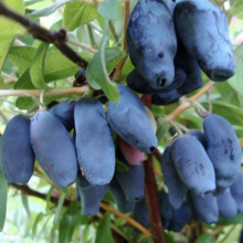 Lonicera kamtschatica `Amphora`