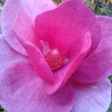 Magnolia `Cleopatra`