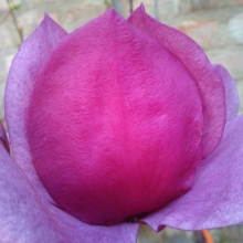 Magnolia `Cleopatra`